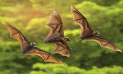 Rüyada Yarasa Görmek, Yarasa Yavrusu, Yarasa Öldürmek, Yarasa Yakalamak ve Yarasa Sürüsü Görmek Ne Anlama Gelir?