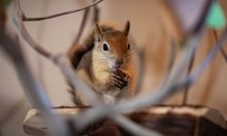 Sincap Yoda Ankara’da Kendini Buldu, Yeni Hedef Doğal Yaşam