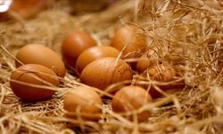 Tavuk Eti ve Yumurtada Üretim Arttı: TÜİK Kasım Verilerini Açıkladı