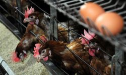 Ticari Kanatlı İşletmeleri Dikkat! Artık Bu Şartlar Zorunlu Oldu