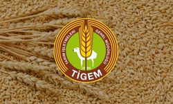 TİGEM’den 327 Ton Buğday Satışı için Geri Sayım Başladı