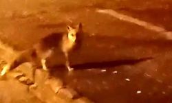 Elmadağ'da Aç Kalan Tilkiler Şehir Merkezine İndi