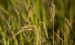 TMO Üreticiye Duyurdu: Çeltik Alım Fiyatları Belli Oldu