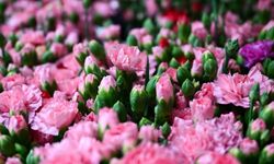 Türkiye 83 Ülkeye Çiçek Sattı: İhracat 160 Milyon Doları Aştı