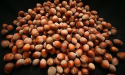 Türkiye'nin Fındık İhracatı 2,2 Milyar Doları Aştı