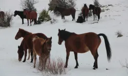 Doğayla Bütünleşen Yılkı Atları Beypazarı’nda Görüntülendi