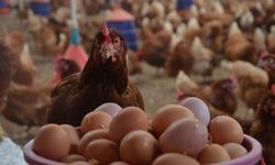 Yumurtacı Tavuk Üretiminde Geleneksel Kafes Sistemi Sona Eriyor