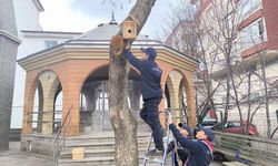 Akyurt'ta Kuşlar için Seferberlik: Yuvalar Ağaçlara Yerleştirildi