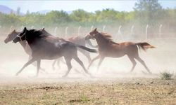 TİGEM’den "Yarış Atları Kayıp" İddialarına Yalanlama
