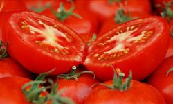Ayaş Domatesi Dünyanın En İyi 10 Domatesi Arasına Girdi