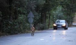 Beypazarı’nda Sürücülere Kritik Uyarı! Yola Her An Yaban Hayvanı Çıkabilir