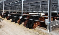 ESK: 400 Bin Baş Besilik Hayvan Teslimatı Tamamlandı