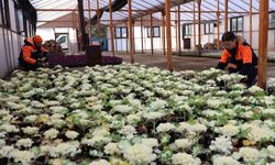 Çankaya Belediyesi Kızılay’ı Kışlık Çiçeklerle Renklendirdi