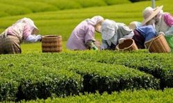 Doğu Karadeniz’de Çay Tarımı Nasıl Başladı?