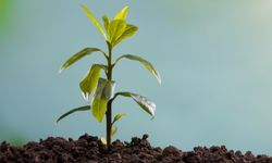 Beypazarı Belediyesi’nden Üreticilere Hibeli Fidan Desteği