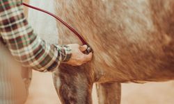 Güdül Belediyesi'nden Hayvancılık Yapanlara İlaç ve Aşı Desteği