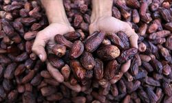 Hurma İthalatında 5 Yıllık Bilanço: 278 Bin Tonu Aştı