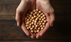 Ankara’da Çiftçilere Yüzde 50 Hibeyle Nohut Tohumu Desteği