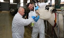 Şap Hastalığı Tedavisinde Yeni Yöntem: Bitkisel Ağız Spreyi Üretildi