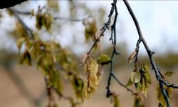 Tarımda Dev Destek: 11,36 Milyar Lira Hesaplara Yatıyor