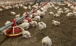 Ramazan Öncesi Tavuk İhracatına Yasak