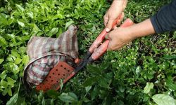 Türkiye'den Ocakta 51 Ülkeye Çay Satıldı, En Çok İngilizler Türk Çayı İçti