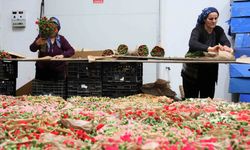 Lale Ülkesi Hollanda’ya Türk Çiçeği Çıkarması, Sektörden Tarihi Başarı