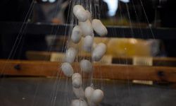 Türkiye Koza Üretiminde Avrupada İlk Sırada: Hedef 250 Ton