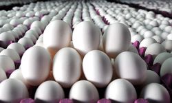 Kümeslerde Aralık Mucizesi, Yumurta Üretimi Yılın Rekoruyla Kapattı