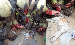 Ankara Kahramankazan’da Ev Yangını: Dumandan Etkilenen Kediler Kurtarıldı