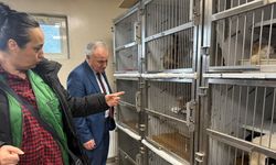 Sincan'da Kötü Şartlarda Tutulan Kedi ve Köpekler Kurtarıldı