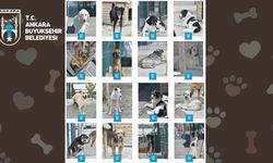 Ankara’da Sahipsiz Patiler Yeni Ailelerine Kavuşmayı Bekliyor