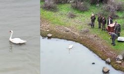 Ankara'da Tedavi Edilen Kuğu Edirne Gala Gölü’ne Salındı