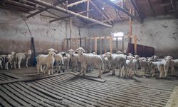 Ankara’da Veteriner Destek Başvurularında Son Viraja Girildi