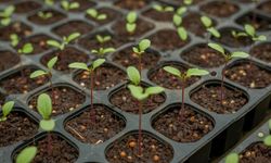 Beypazarı’nda Ücretsiz Sebze Fidesi Desteği Başladı