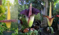 Ceset Çiçeği Nedir? Doğanın En Garip Bitkisi