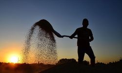 Çiftçiye Bayram Müjdesi! 10,6 Milyar TL’lik Destek Ödemeleri Hesaplara Yatıyor