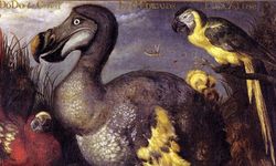 Dodo Kuşunun Nesli Neden Tükendi?