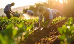 Gıda Fiyatlarını Sınırlamak için Ürede Vergi Kaldırıldı