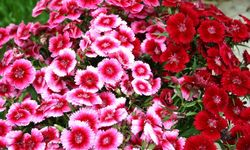 Hüsnü Yusuf Çiçeğinin Hikayesi ve Anlamı Nedir?