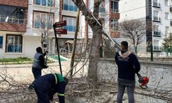 Kahramankazan'da Ağaçlar Budanıyor, Sokaklar Güzelleşiyor