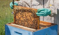 Kalecik’te Arıcılara Ücretsiz Eğitim ve Kıyafet Desteği