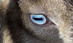 Keçilerin Göz Bebekleri Neden Dikdörtgen Şeklindedir?