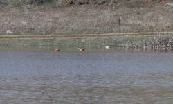 Ekimde Kuruyan Kızılca Göleti Kış Yağışlarıyla Yeniden Doldu