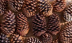 TİGEM Karacabey 5 Bin Kilo Çam Kozalağını İhaleyle Satacak