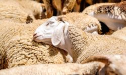 Kırsalda 150 Bin Küçükbaş Hayvan Dağıtımı Başlıyor, Başvurular Ne Zaman?