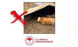 Tarım Bakanlığı’ndan Hayvanlara Kötü Muameleye Ceza