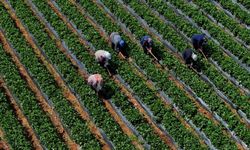 Çiftçiye Müjde: 12,3 Milyar Liralık Ödeme Yarın Başlıyor