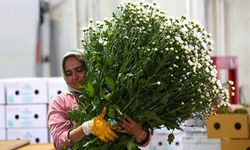 Türkiye’den Kadınlar Günü için 80 Milyon Dal Çiçek İhraç Edildi