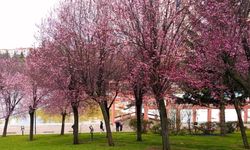 Ankara Dikmen Vadisi Baharla Buluştu